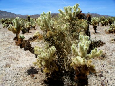 Joshua Tree National Park 4