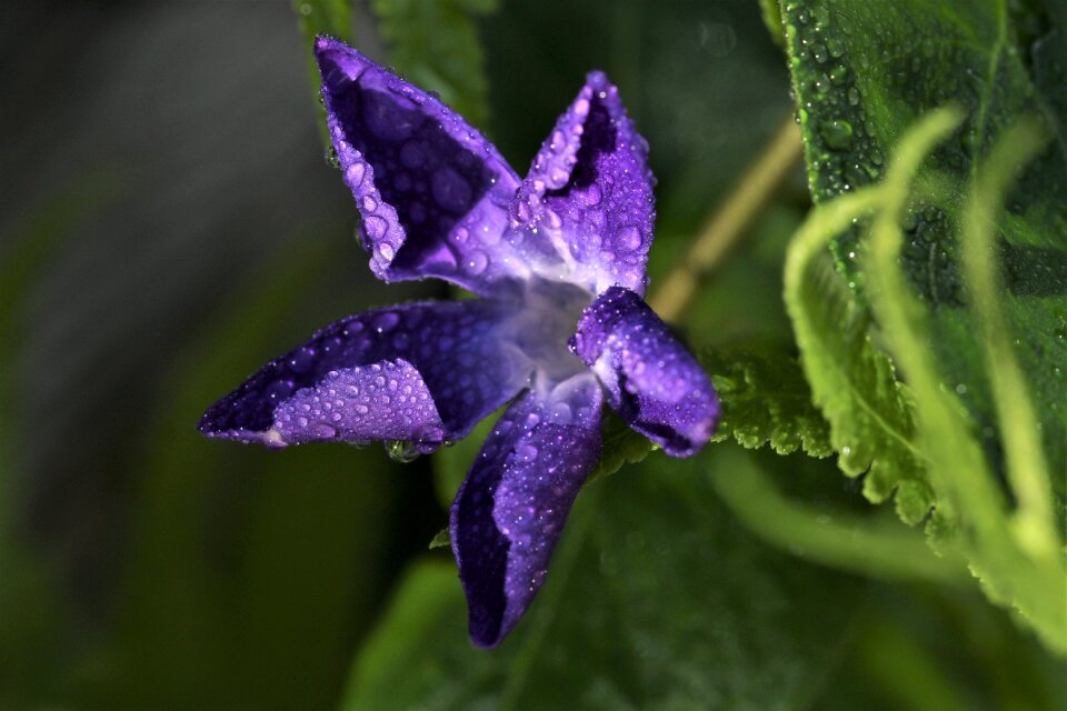 Flower spring wild flowers photo