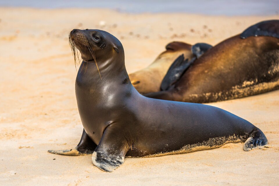 Sea donkey sea lions animal