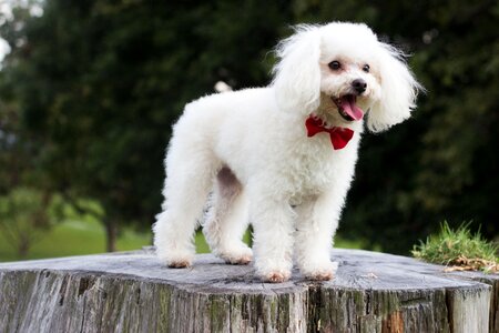 Puppy dog happy