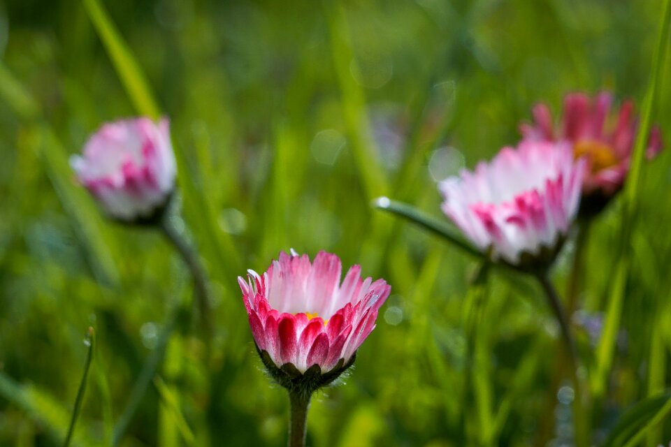 Pink meadow a drop of water