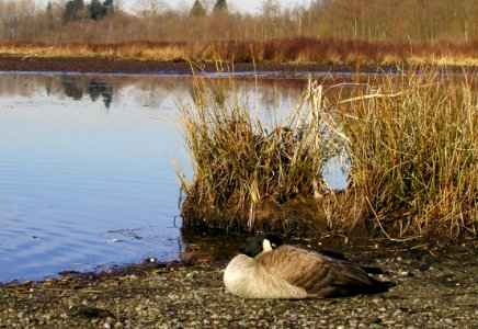 Burnaby Lake
