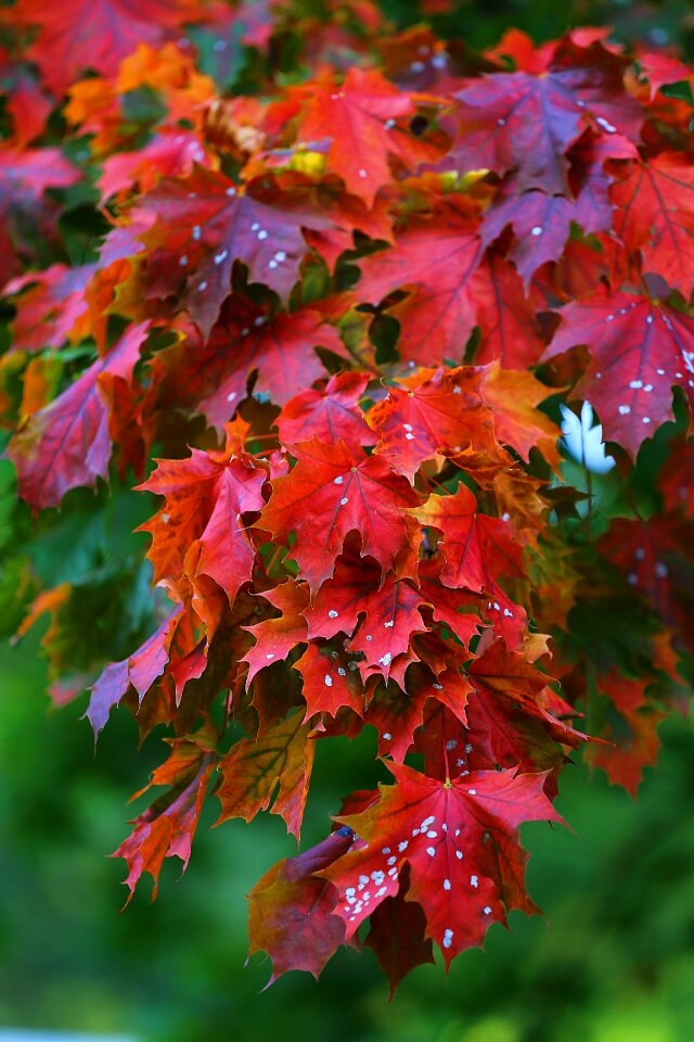 Leaves nature autumn