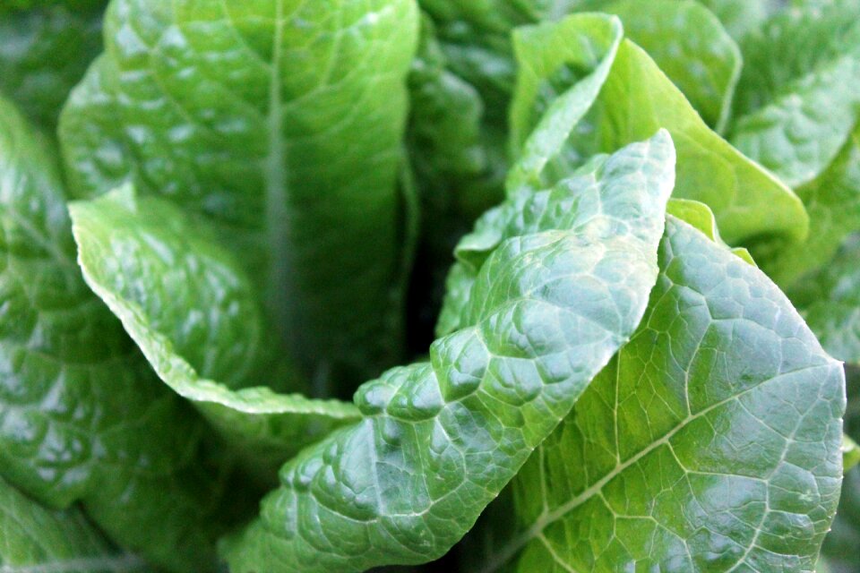 Green diet vegetable