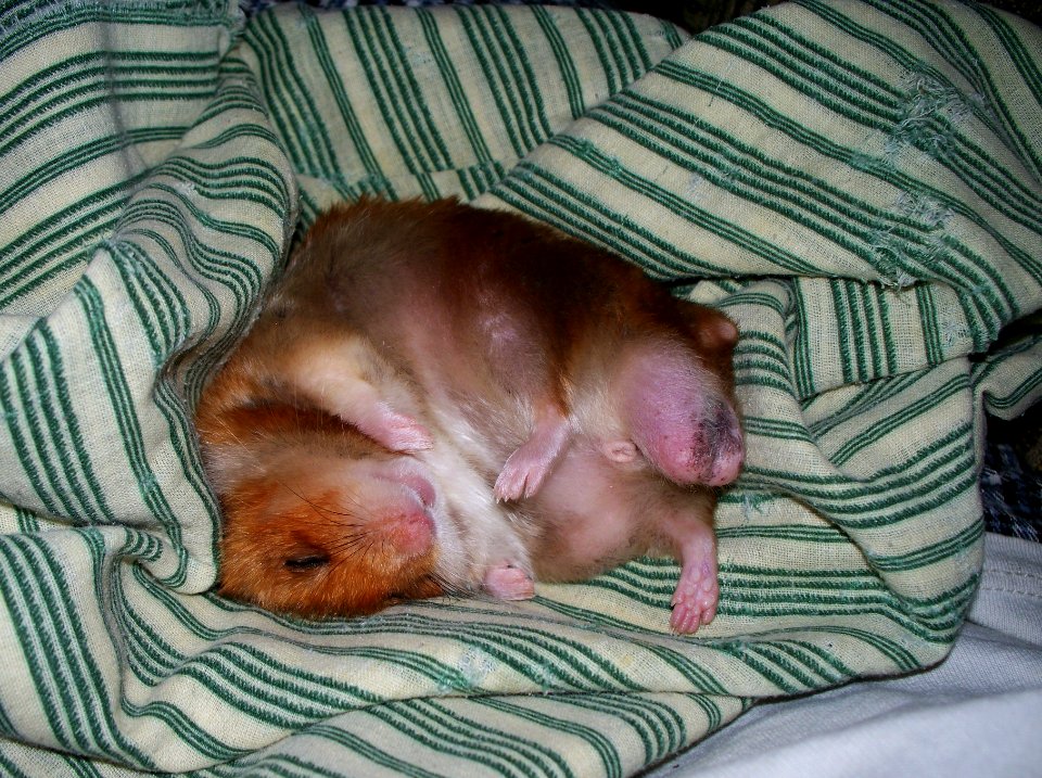Let Me Sleep