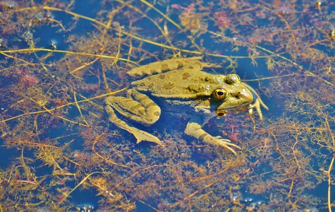 Water aquatic animal water frog