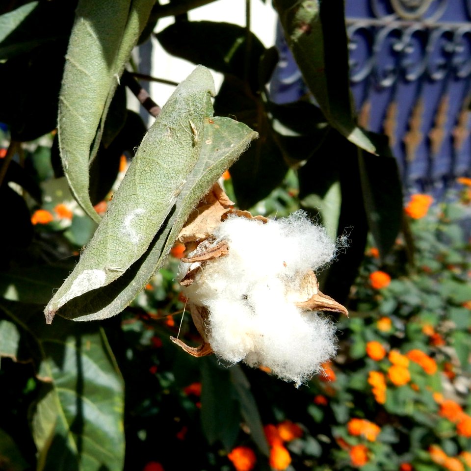 Cotton Tree