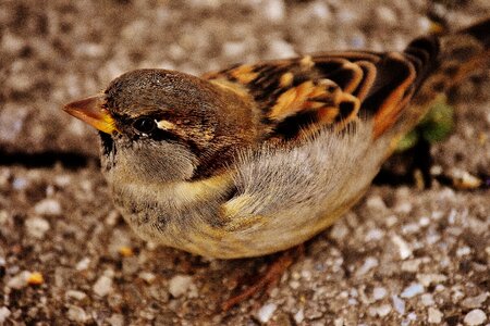 Cute nature plumage