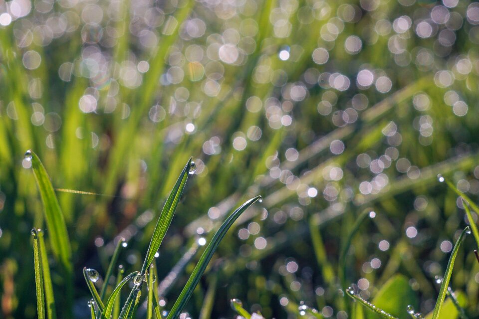 Meadow morning green
