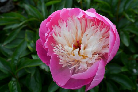 Peony plant wild
