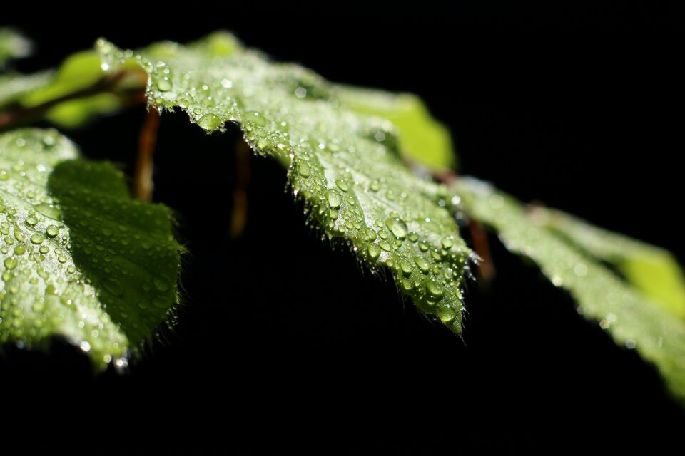 Macro drop green leaves