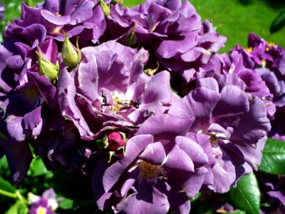 Lilac Roses?