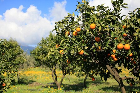 Foods nature tree