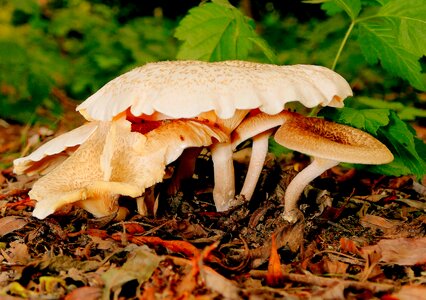 Close up mushroom brown