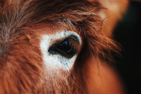 Hairy horse brown horse photo