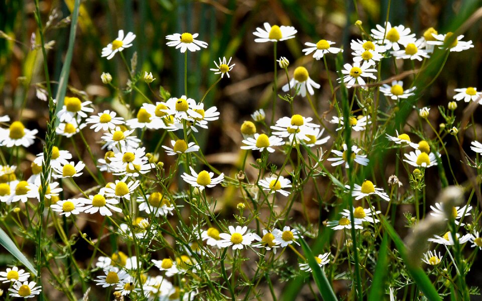 Agriculture field nature