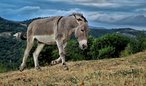 Closed nature donkey nature
