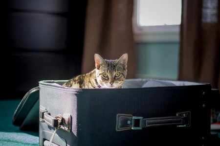 Suitcase animal pet