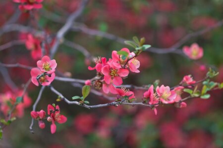 Bush shrub fruit