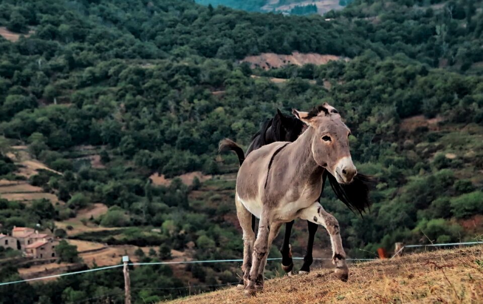 Closed nature donkey nature