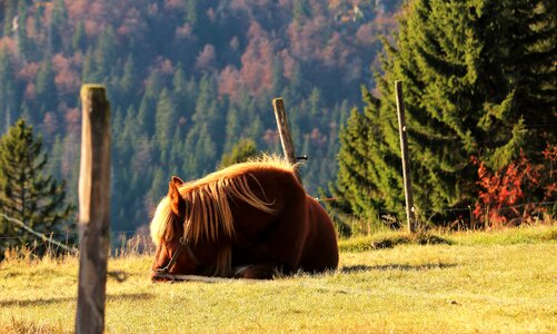 Domestic animal horse farm