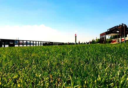 Grassed
