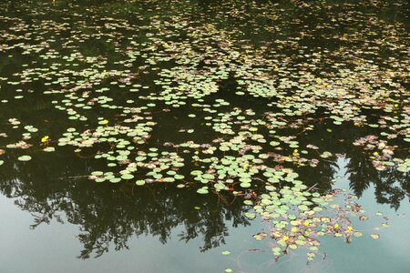 Yellow nature water