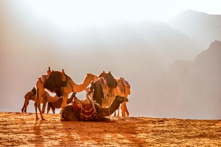 Dromedary solar desert