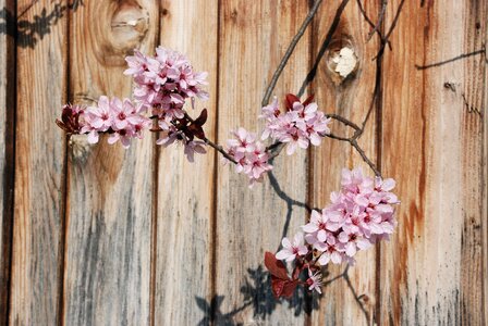 Branch pink spring photo