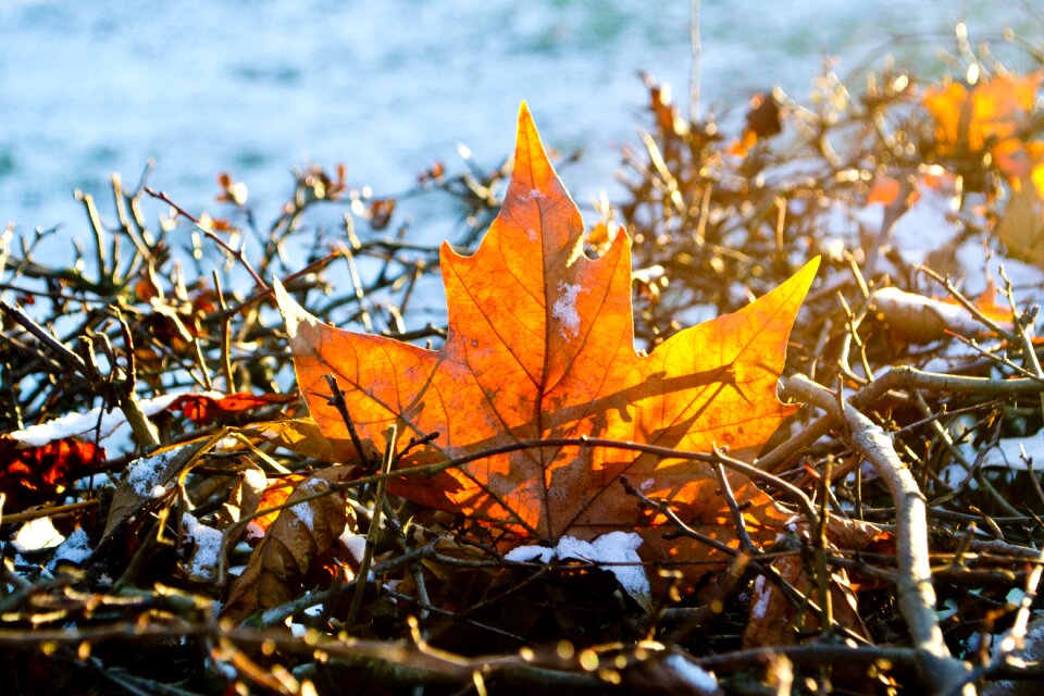 Frost nature forest