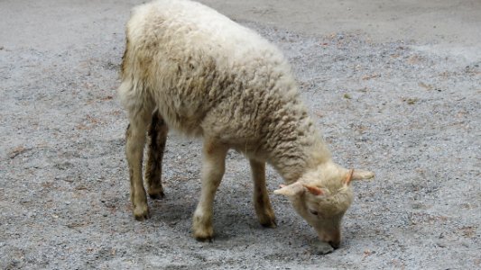 Petting Zoo Opens