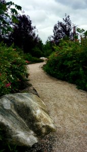 The path