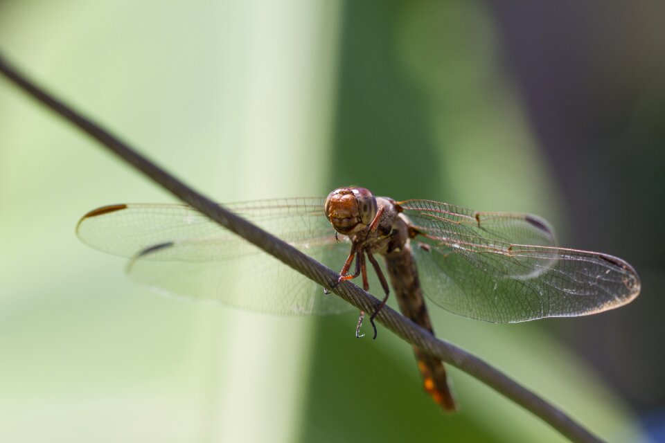Wings landing garden