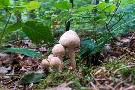 Forest floor nature autumn