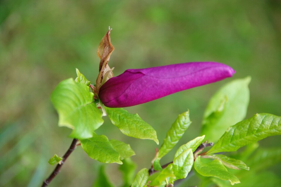 Magnolia purple magnolia blossom photo