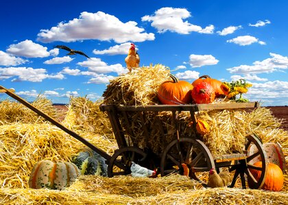 Harvest september summer border