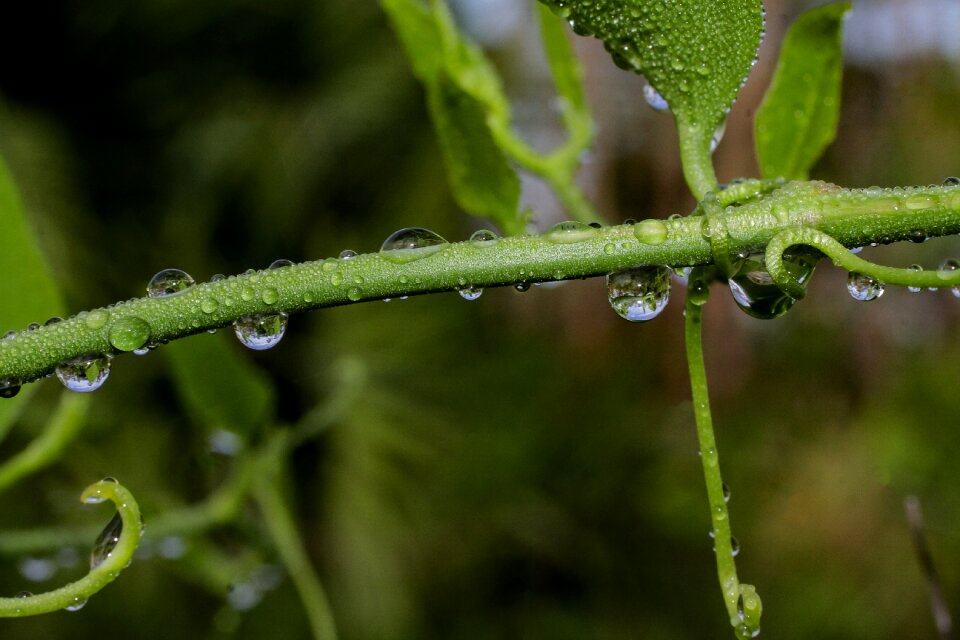 Drops nature water drops