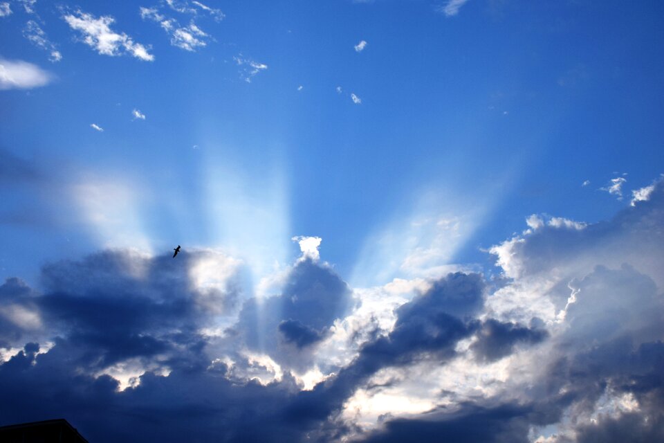 Summer clouds bird
