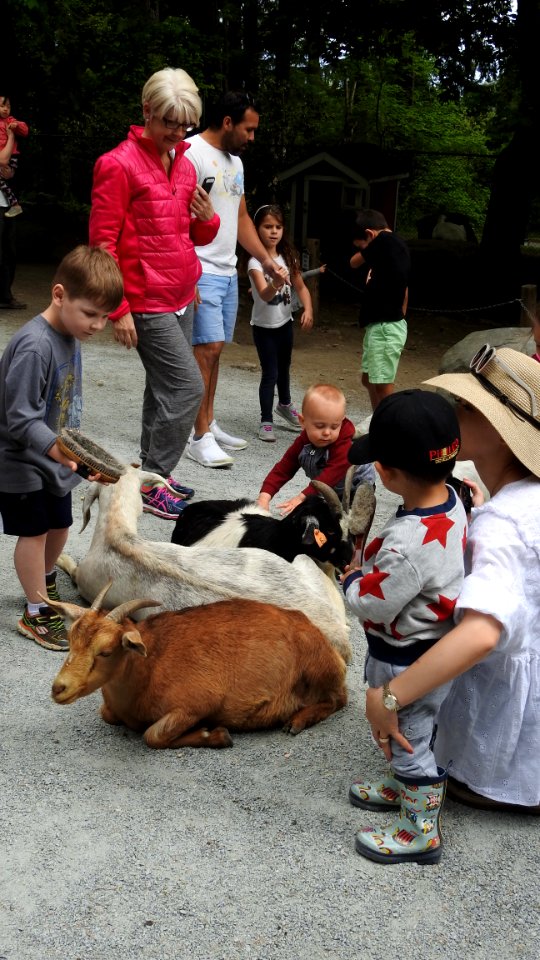Petting Zoo Opens
