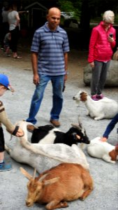 Petting Zoo Opens