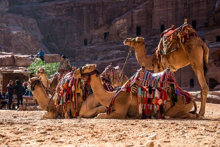 Dromedary desert mountain photo