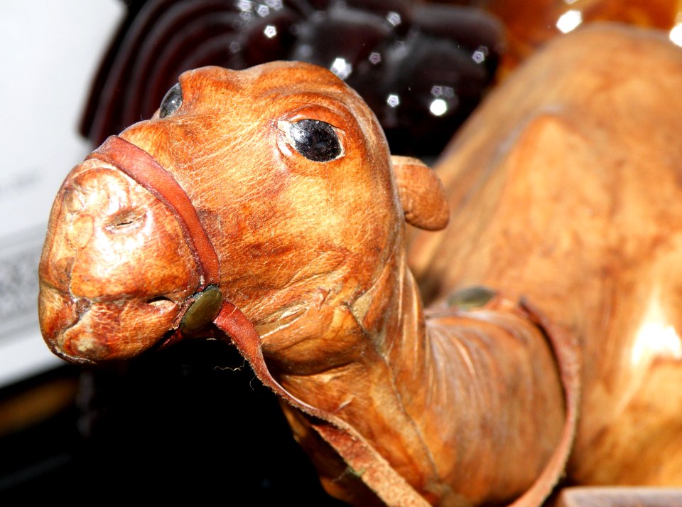 Another of the Camel