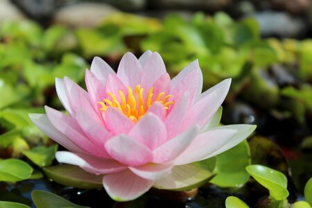 Plant blossom bloom