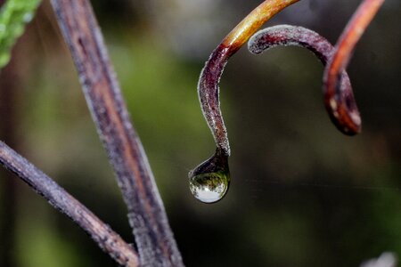 Drops nature water drops