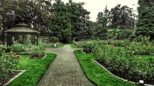 The Rose Garden n September