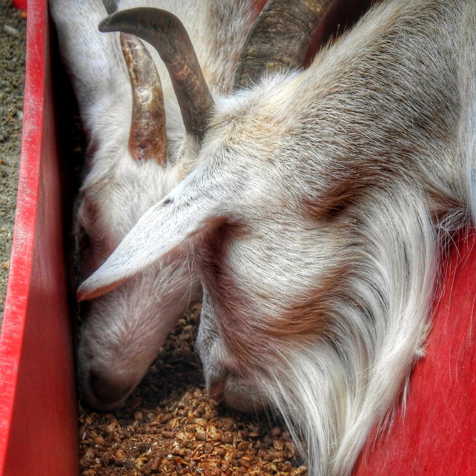 Goats' Heads