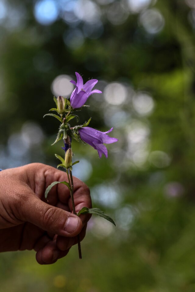 Flower summer flower summer