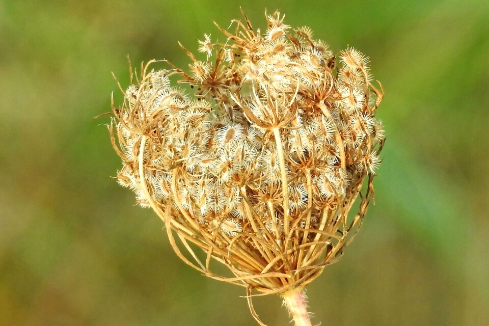 Plant close up nature
