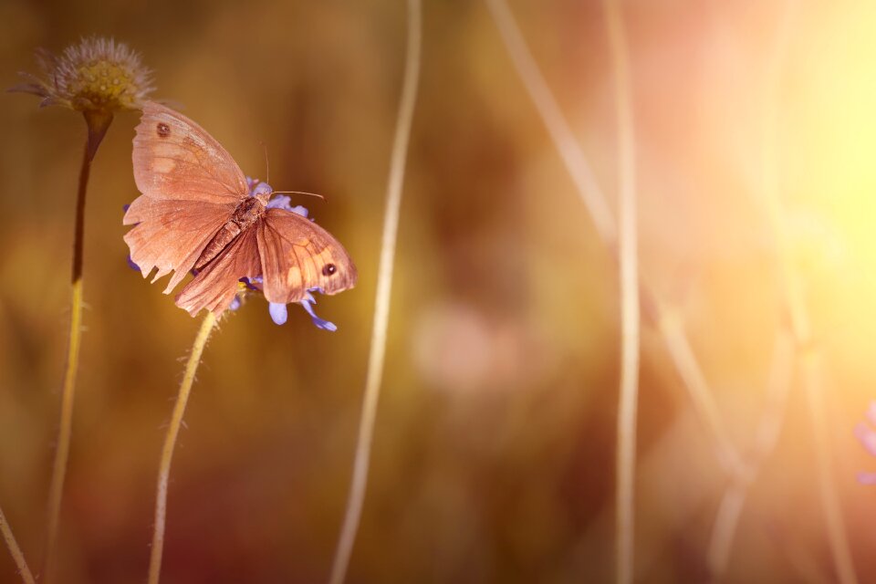 Nature close up flight insect