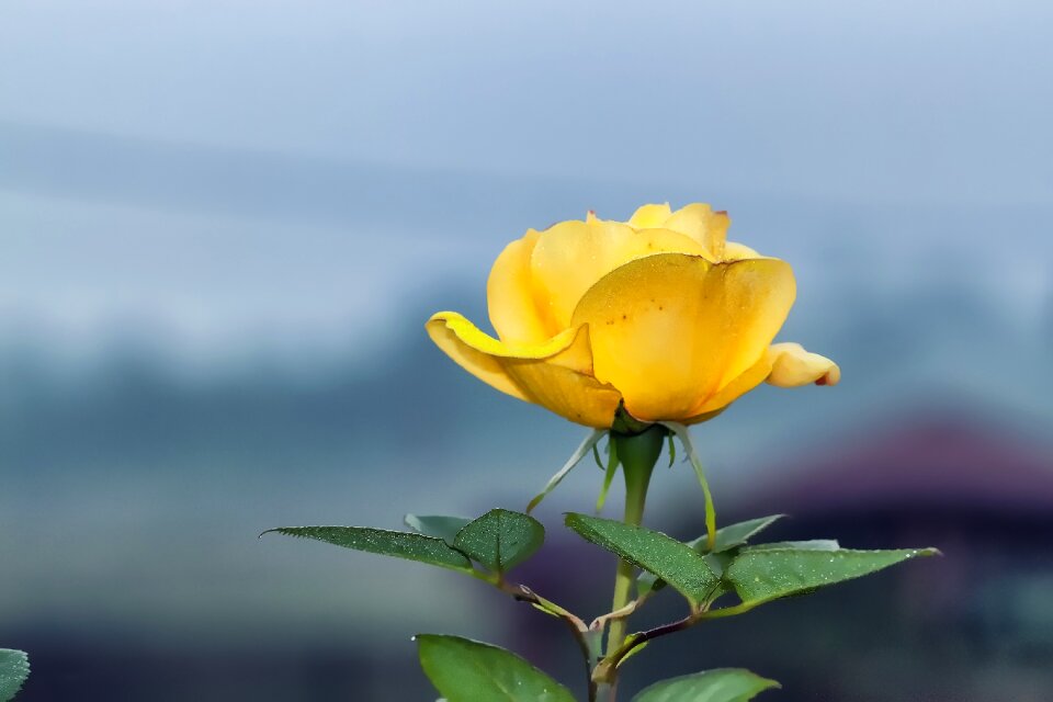 Nature love petal